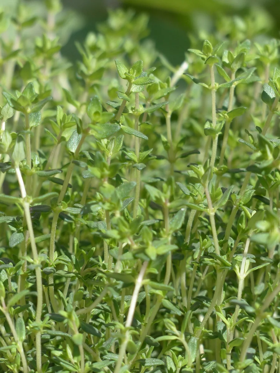 thyme, real thyme, culinary herbs