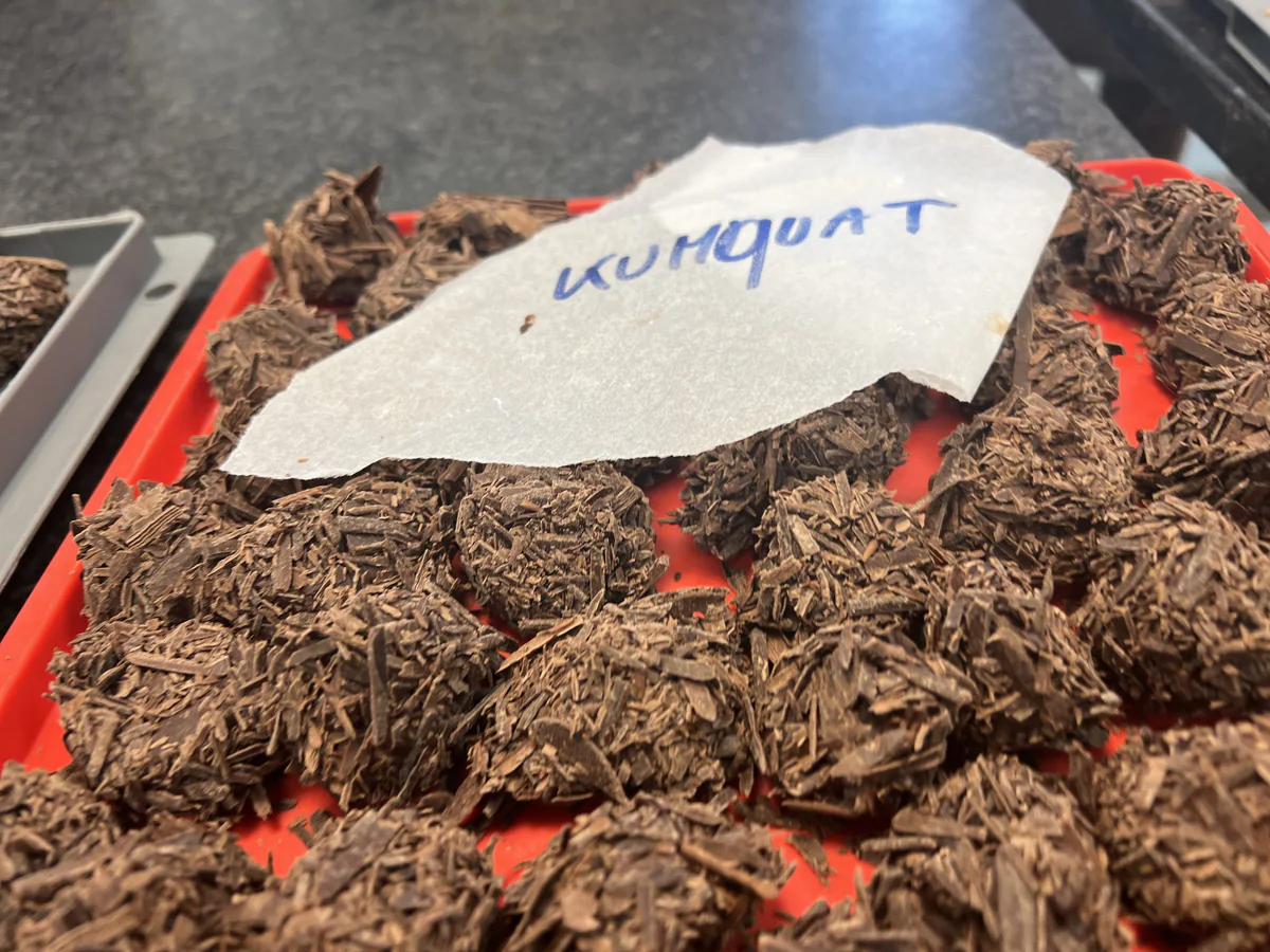Vegan Kumquat Truffles