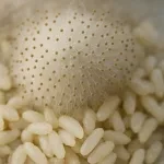 Aspergillus oryzae (Koji-kin)