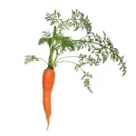 Carrot