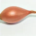 Schalotte