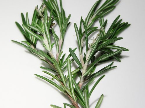 rosemary, spices, cooking