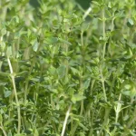 thyme, real thyme, culinary herbs