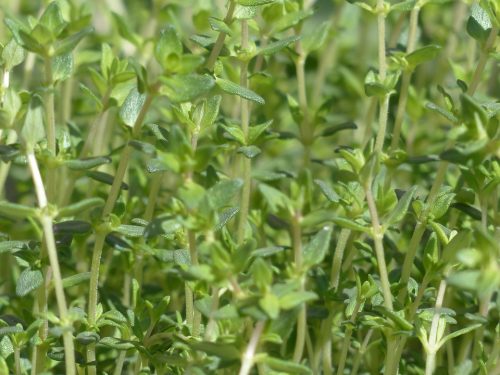 thyme, real thyme, culinary herbs