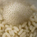 Aspergillus oryzae (koji-kin) schimmel op rijstkorrels, gebruikt voor miso, sojasaus en sake