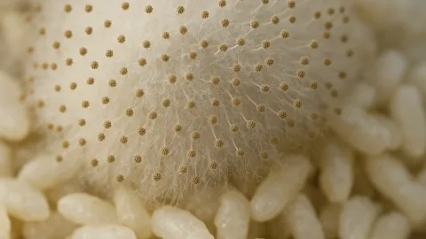 Aspergillus oryzae (koji-kin) schimmel op rijstkorrels, gebruikt voor miso, sojasaus en sake